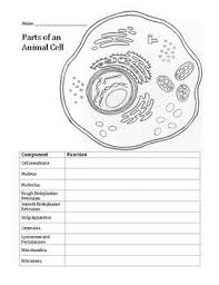 Animal cell anatomy isolated on white background. Parts Of An Animal Cell Animal Cell Cell Parts Eukaryotic Cell