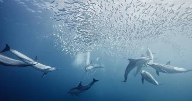Ban Bycatch: The United States Must Ban Seafood Imports from Countries  Failing to Protect Marine Mammals