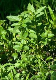 Image result for Asystasia vogeliana