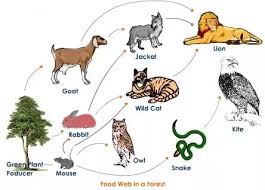Food web models can be seen both as an idealized representation of ecosystem complexity and as a source of information for the patterns we observe in natural systems. What Would Happen In The Absence Of The Food Web Quora
