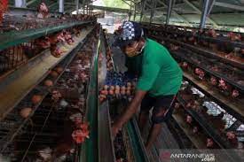Info loker cikarang pt epson. Pt Ppi Terus Jalankan Penyerapan Ayam Hidup Dari Peternak Mandiri Antara News