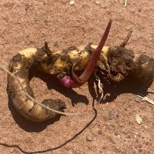 Check spelling or type a new query. Uk Miscanthus Rhizomes For Sale