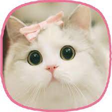Semua gambar kucing comel, manja, gebu dan lucu termasuk kalendar kucing ini boleh. Kucing Kertas Dinding Gambar Kucing Yang Cantik Apl Di Google Play