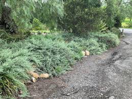 Image result for Rhagodia