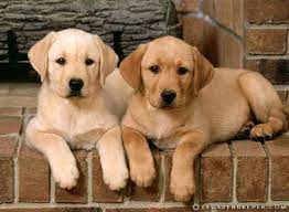 It's free to post an ad. Hatterkepek Kutya Google Kereses Labrador Retriever Labrador Retriever Puppies Labrador Puppy