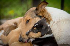 Tell us what features and improvements you would like to see on pets4homes. Smooth Collie Puppies And Older Dogs For Sale In The Uk And Europe