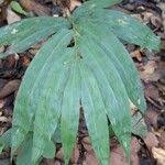 Image result for Olyra latifolia