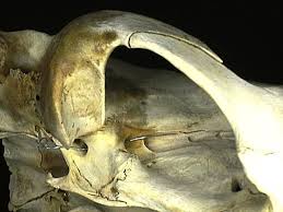 13489 (for references in articles please use ncbi:txid13489. Adw 162723 Alisphenoid Jpg
