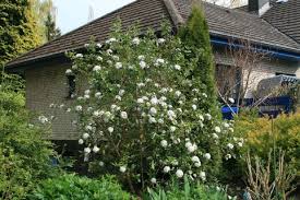 Oster Schneeball Viburnum Burkwoodii Baumschule Horstmann Schneeball Bienenfreundlicher Garten Baumschule Horstmann