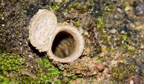 Check spelling or type a new query. Trapdoor Spiders Facts Venom Habitat Information