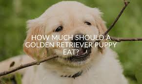 How many times should a puppy eat. How Much Should A Golden Retriever Puppy Eat Jubilant Pups