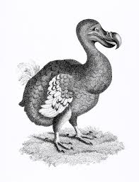 Illustration Of Dodo From Zoological Lectures Delivered At The Royal Institution In The Years 1806 7 By George Shaw 1751 1813 Free Image By Rawpixel Com