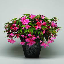 13 New Begonias For 2013 Begonia Flower Pots Green Life