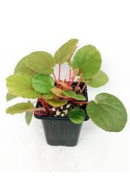 Image result for Begonia fusialata