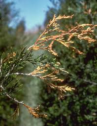 Image result for didymascella thujina