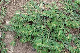 Image result for Phyllanthus pentandrus