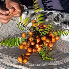 Image result for Lepisanthes