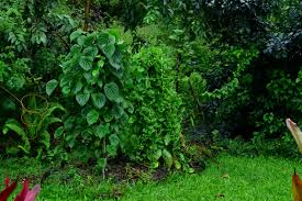 Image result for Psophocarpus grandiflorus