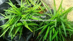 Kucai Mini Tanaman Taman Vertikal Taman