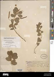 Image result for Chamaecrista wittei