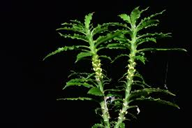 Image result for Stemodia serrata
