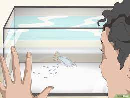 How To Care For Baby Guppies With Pictures Pet Fish Guppy Fish Aquarium Fish Tank