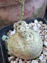Image result for Adenia panduriformis