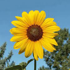 Sunflower farm, cumberland center, me. Helianthus Annuus Annual Sunflower Wildflower Seed