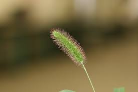 Image result for Setaria viridis