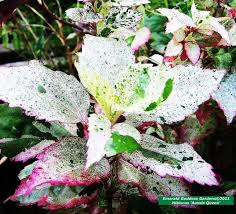 The plant comes in white, red, pink and more. Hibiscus Plant Tropical Variegated Pink White Green Foliage Red Flowers Aussie Queen 4 Inch Pot Hibiscus Plant Variegated Plants Plants