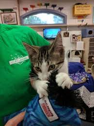 Original Troy Police Cat Pawfficer Badges Gets New Home Cats Animal Stories The Originals