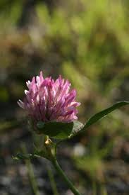 Image result for Trifolium wentzelianum