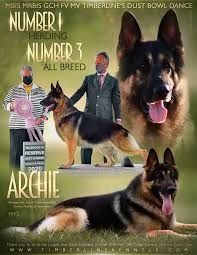 Not named yet black and red akc german shepherd puppies for sale. Archie Timberline