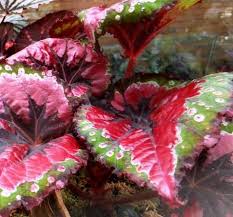 If you get one this holiday season, keep it cool. Merry Christmas Melbourne Begonia Society