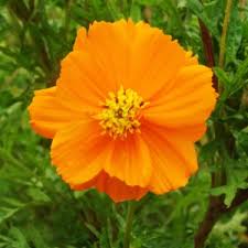 Maybe you would like to learn more about one of these? A Wow Worthy List Of 20 Orange Flower With Names Facts And Pictures Gardenerdy