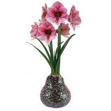 We did not find results for: Multicolor Glitter Dipped Waxed Amaryllis Bulb Immediate Shipping Holiday Blooms Walmart Com Walmart Com