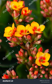 Image result for Kalanchoe crenata