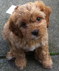 All litters of puppies advertised, must have been bred by the advertiser. The F1 Cavapoo Has All The Traits Of The Cavalier King Charles Spaniel But Without The Breed Associated Health Problems D Cavapoo Puppies Puppies Cavapoo Dogs