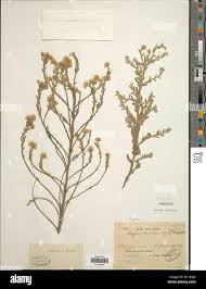 Image result for Laggera