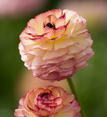 Ranunculus Friandine Rose Picotee From 8 50 Sarah Raven Flower Seedlings Ranunculus Asiaticus Flowers
