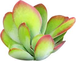 Image result for kalanchoe thyrsiflora