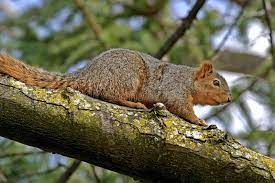 Squirrel In Tree Squirrel Climbing In Tree Aff Squirrel Tree Climbing Ad Squirrel Photo Stock Photos