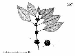 Image result for Ochthocharis