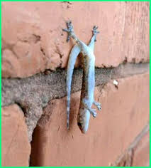 Kelebihan pokerxoxo.com yang digemari masyarakat indonesia : Kenapa Cicak Bisa Menempel Di Dinding Ternyata Ini Alasannya Dunia Fauna Hewan Binatang Tumbuhan Cute Reptiles Animals Nature Animals