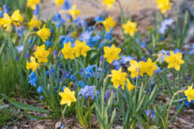 The flowers come out in early summer and continue blooming off and on through the end of summer. Deer Proof Bulbs For The Shade Garden Horticulture