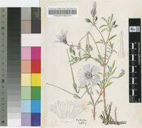 Image result for Monsonia burkeana