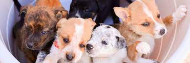 Dog rescue and adoption in durango, co. Puppy Playtime Lifeline Puppy Rescue Brighton Colorado