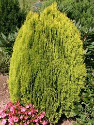 There is general consensus that this species,thuja orientalis, does not belong in the thuja genus and has been. Gelber Zwerg Lebensbaum Aurea Nana Thuja Orientalis Aurea Nana Baumschule Horstmann