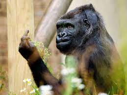 Check spelling or type a new query. This Gorilla Giving The Middle Finger Is The Hero We All Deserve Gq