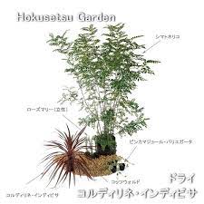 楽天市場 植栽セットアップドライ コルディリネ インディビサ un3 s05 植栽セット 北摂ガーデンウェブショップ コルディリネ ガーデン デザイン 花壇 レイアウト